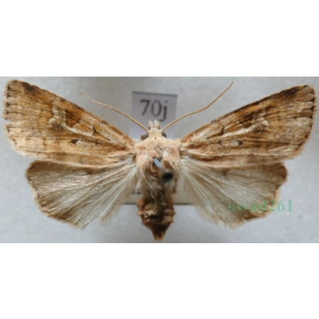 Diarsia mendica (Fabricius, 1775) Rolnica jagodówka Czech70j